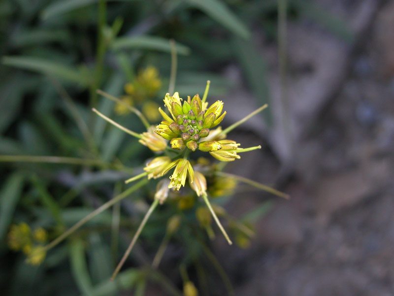 Sisymbrium species ? – eFlora of India